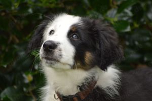 Australian Shepherd Rüde