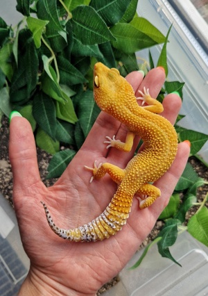  Leopardgecko Weibchen - Eublepharis macularius - MT het NDBE