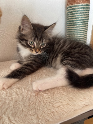 Abgabebereite Ragdoll Mix Kitten