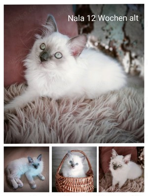 Ragdoll  Heilige Birma ( Vater reinrassiger Ragdoll mit Stammbaum)