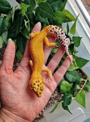  Leopardgecko Weibchen - Eublepharis macularius - Afghan Tangerine het Bell 66% Eclipse