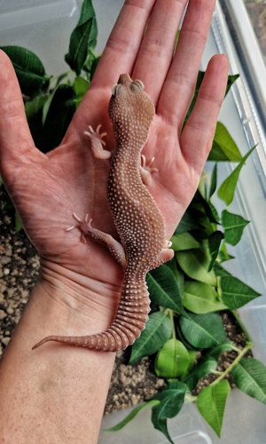  Leopardgecko Weibchen - Eublepharis macularius - Super Platinum