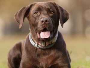 Suche braunen Labrador Deckrüde 