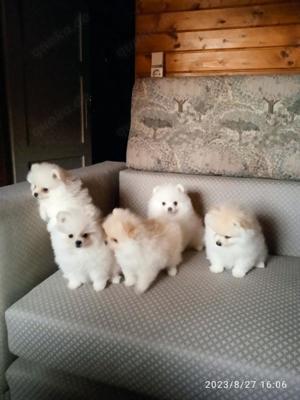 Pomeranian Spitz Welpen