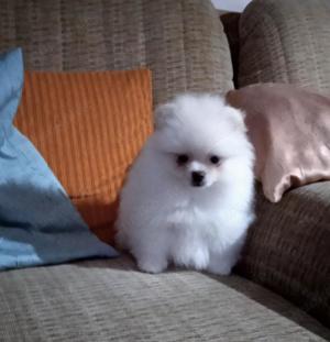 Pomeranian Zwergspitz