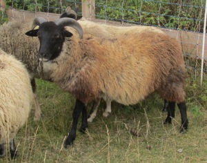 Schaf Schafbock Gotlandschaf