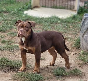 *Abgabebereit* Traumhafte OEB Old English Bulldog Hündin Welpe 