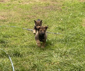 Schäferhundwelpen in liebevolle Hände zu geben