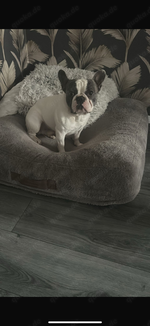 Französische Bulldogge