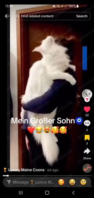 XXL DECKKATER Schnee-Weißer Löwe Maine Coon Hell-Blaue Augen wie Champion MaineCoon