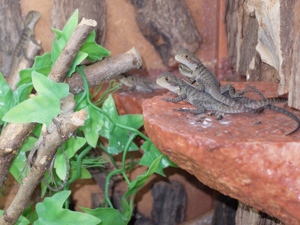 Biete Intellagama lesueurii - Australische Wasseragame