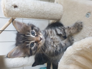 Main-Coon Mix Kitten