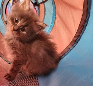 Maine Coon Norweger Mix Kitten 