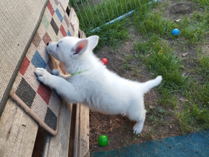 Weisse Schweizer Schäferhund Welpen