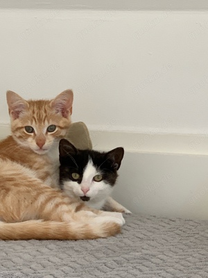 Kitten orange und schwarz weis 