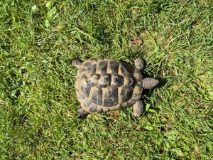 Griechische Landschildkröte