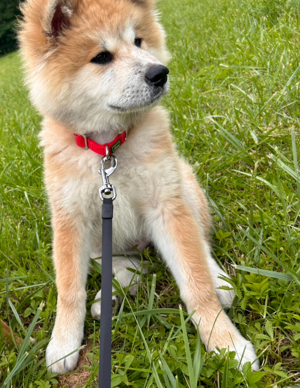 Akita Inu Welpe 