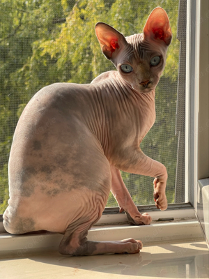 Canadian Sphynx mit stammbaum