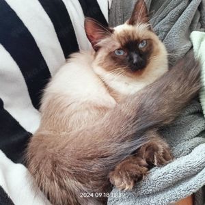 Kitten -Neva Masquerade -Kater