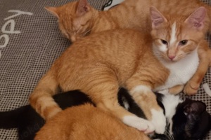 RESERVIERT Kater jung orange weiß