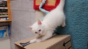 Wunderschöne Siam Kitten suchen ein neues Zuhause