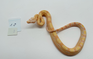 Boa Constrictor Imperator Albino Sunglow Sharp