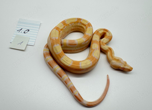 Boa Constrictor Imperator Albino Sunglow Sharp