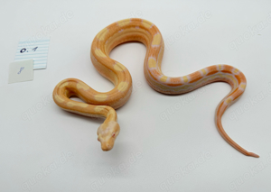 Boa Constrictor Imperator Albino Sunglow Sharp