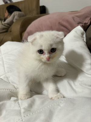 BKH Persian Mix kittens 