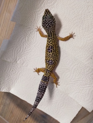 0.1 Nominat Leopardgecko