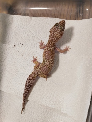 0.1 Tremper Albino Leopardgecko