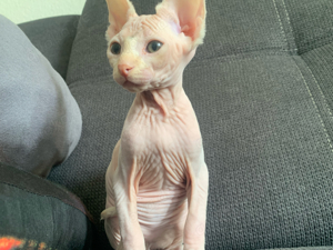 Sphynx Katzen Baby Don