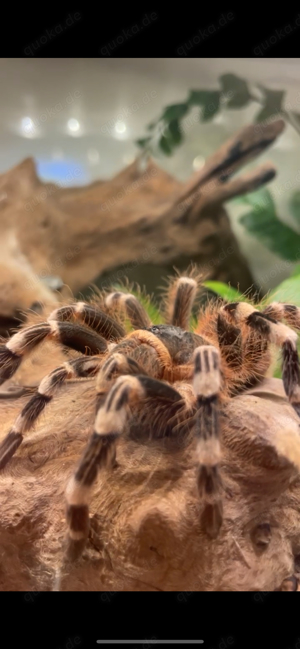 acanthoscurria geniculata   Weissknievogelspinne