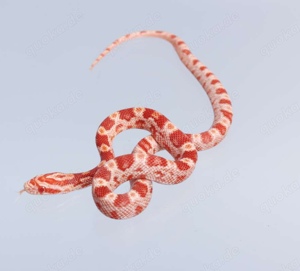 Albino Amel Kornnatter NZ 24 (ca. 30cm)