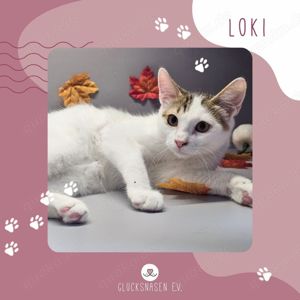 Katerchen Loki mag Menschen sehr