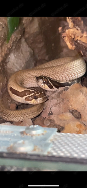 Heterodon Nasicus   Hakennasennatter Superconda