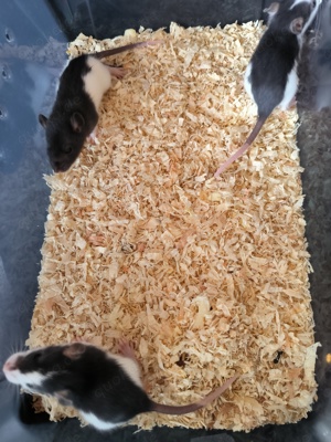 Baby Ratten 3 Männchen 