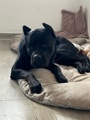 Cane Corso Rüde Rocky