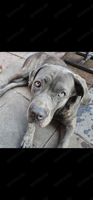 Cane Corso Hündin zu verkaufen 