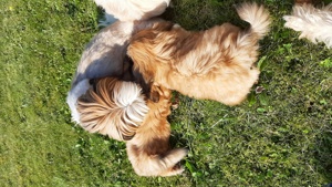  Shih tzu Welpe  Rüde sucht sein zu Hause