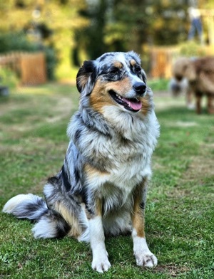 Wurfankündigung Australian Shepherd September 