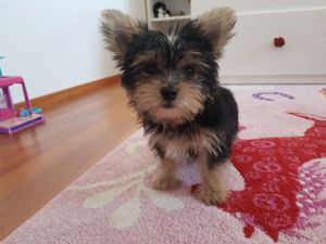 Wunderschöne Yorkshire Terrier Welpen