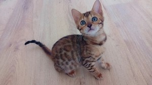 Bengal Kitten nur in Guten Händen abzugeben