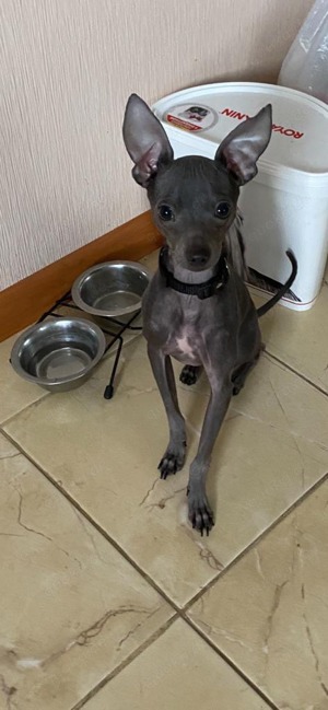 Toy terrier. Deckrüde. Nicht zum verkaufen