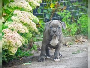 American Bulldog Welpen REINRASSIG mit Papieren in blau, Amerikanische Bulldogge