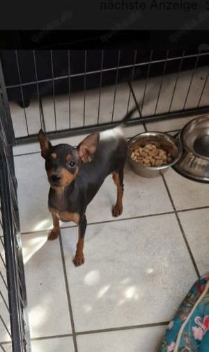 zwergpinscher jungen