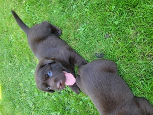 Reinrassige Labrador Welpen 