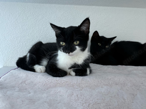 Katzenbabys 4 Monate alt - Geschwisterpaar 