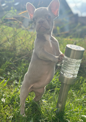 Französische Bulldogen welpen nur noch ein Mädchen 