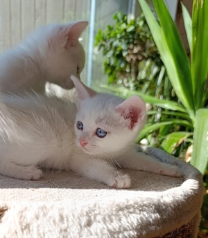 wunderschöne BKH Kitten blau Augen 